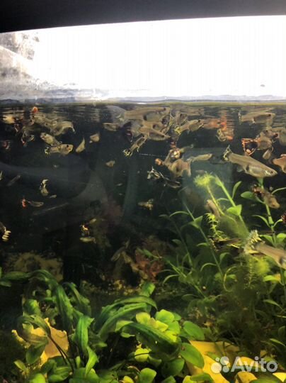 Аквариумные рыбки