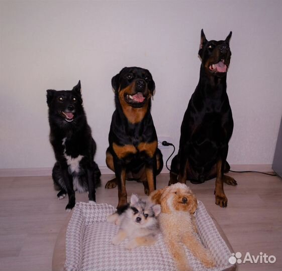 Гостевой дом. Гостиница. Отель для животных