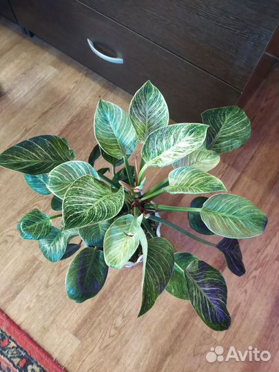 Филодендрон биркин