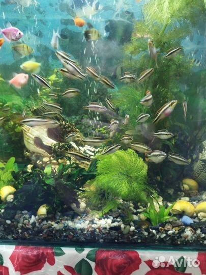 Аквариумные рыбки