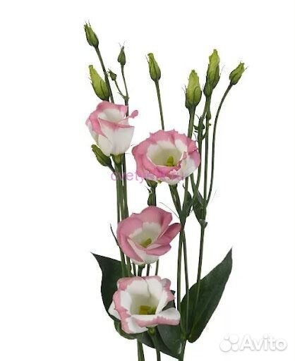 Цветы эустома