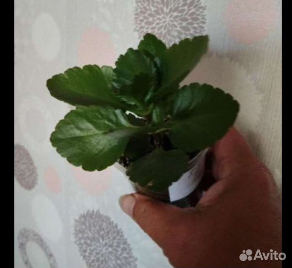 Каланхоэ сортовой