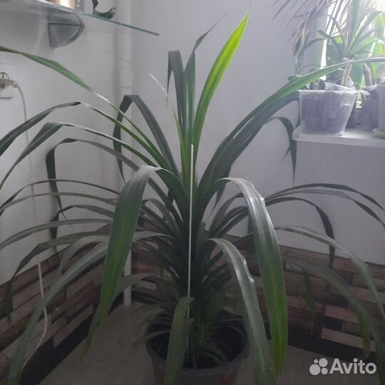 Крупномеры