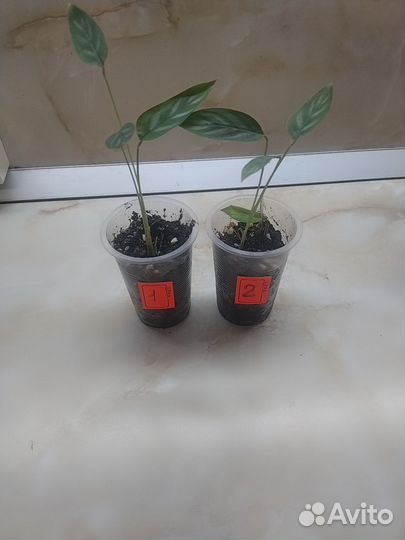 Панданус, ктенанта, хлорофитум, хавортия