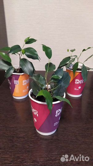 Комнатные растения (Крестовник Роули, Фикус.)