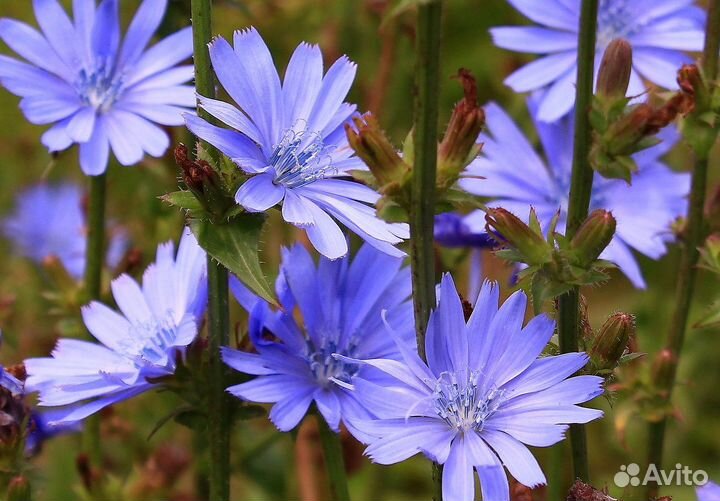 Семена цикория обыкновенного около 5000 шт