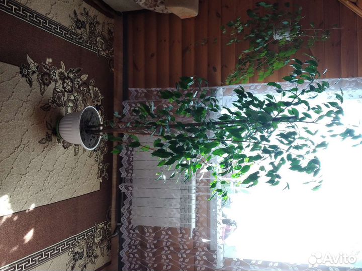 Замиокулькас