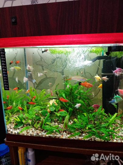 Продам аквариумных рыбок