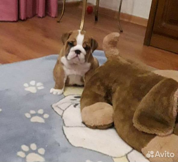 Английский бульдог