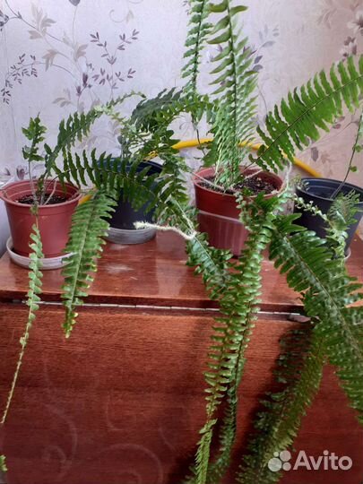 Папоротник комнатный