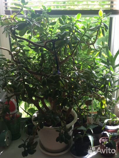 Толстянка, денежное дерево