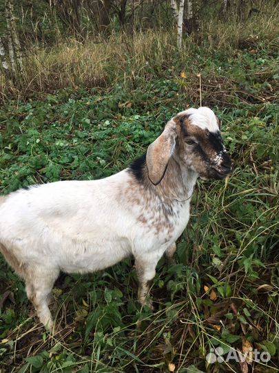 Нубийский козел