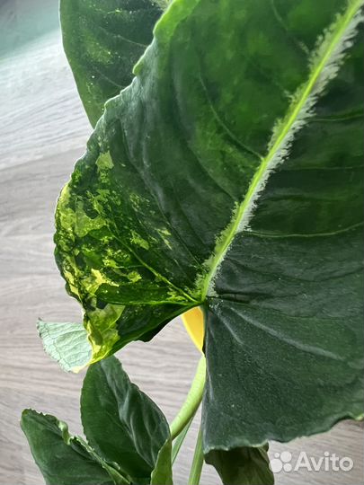 Сингониум- яичница