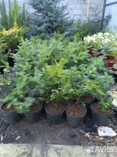 Тис ягодный