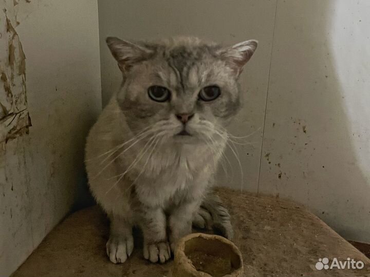 Кошки в добрые руки бесплатно