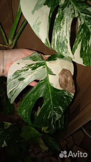 Монстера Альба