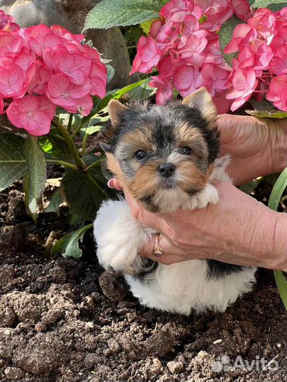 Йокширский терьер девочка