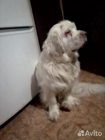 Вязка Кламбер спаниель