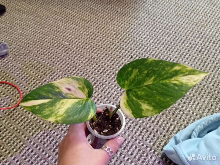 Сциндапсус золотистый