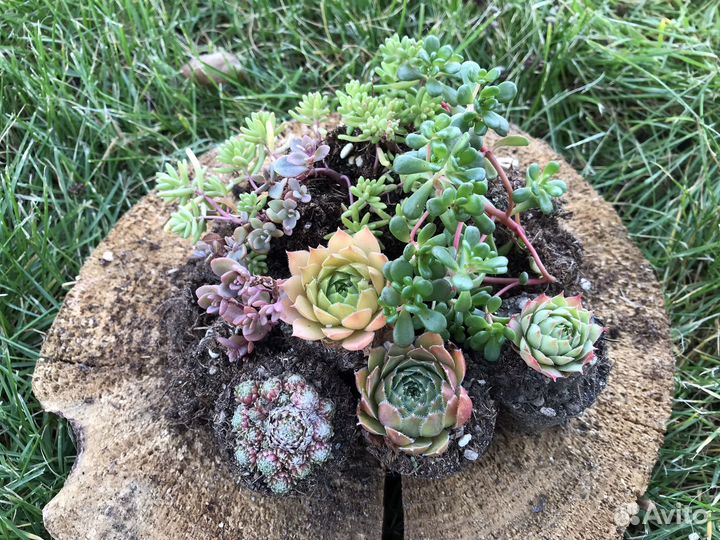 Наборы уличных суккулентов