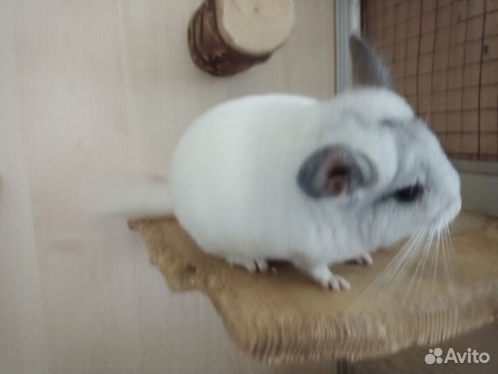 Шиншиллы 4 месяца