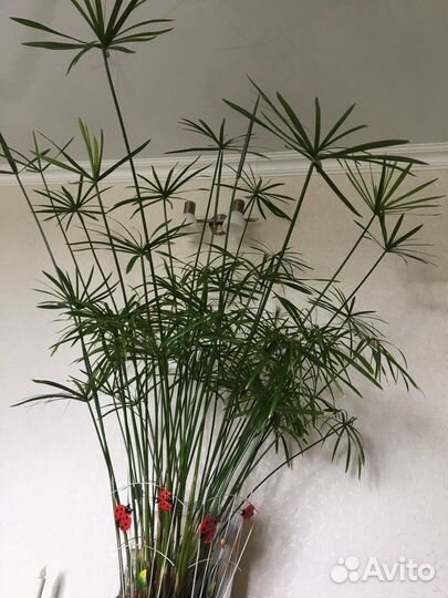 Циперус (кошачья пальма)