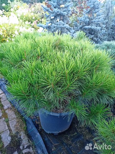 Сосна горная