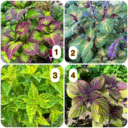 Колеус вегетативный