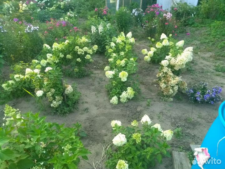 Многолетние кустарники