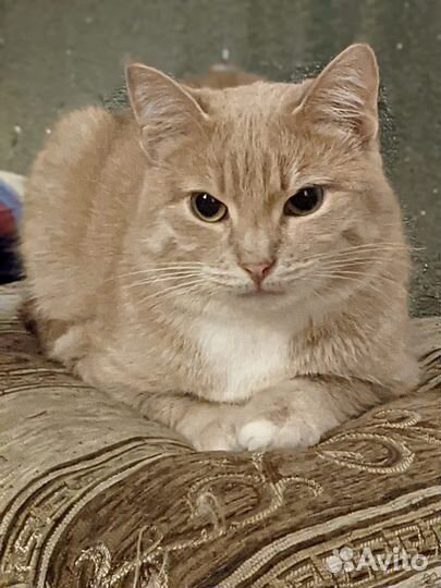 Персик ждет своего человека