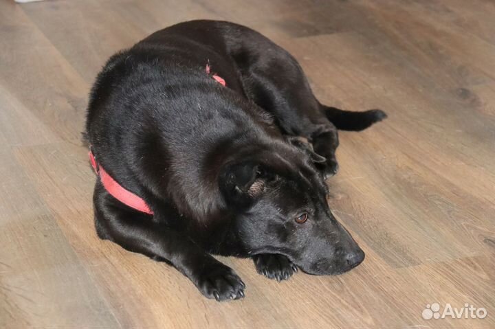 Шарпей Таня