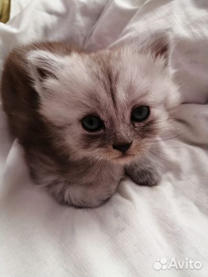 Котенок в добрые руки