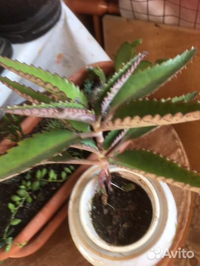 Кактусы и другие цветы