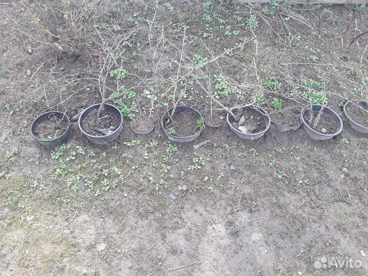 Крыжовник саженцы