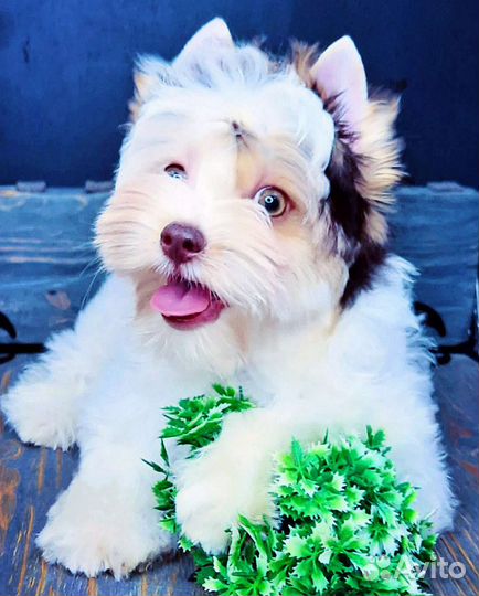 Бивер Блюберри Биро (Голубые глаза)