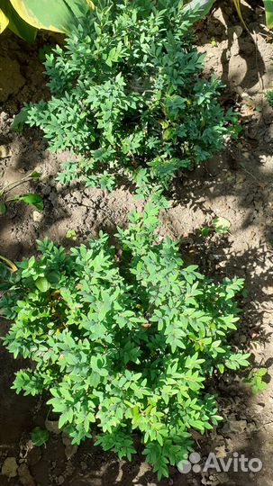 Самшит, вербейник, рябинник