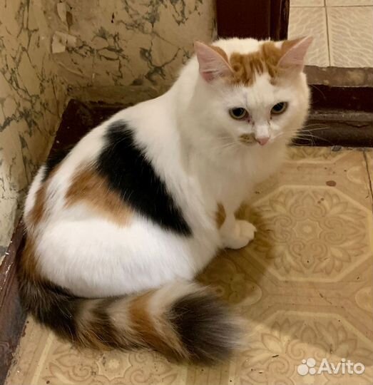 Кошка в добрые руки