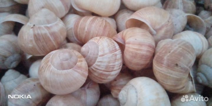 Раковины виноградной улитки