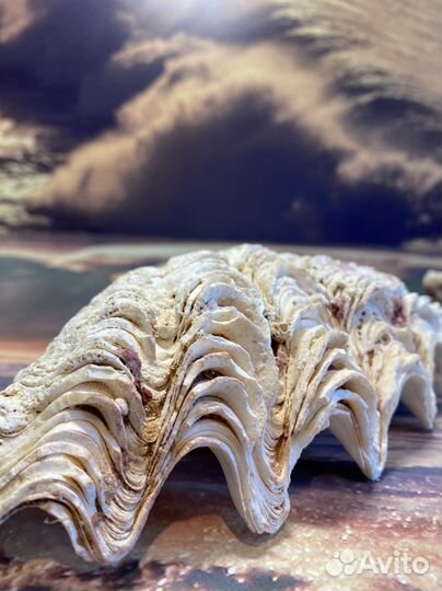 Морские ракушки раковины австралия