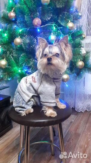 Йоркширский терьер