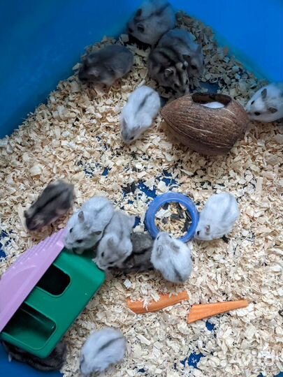 Джунгарский хомяк