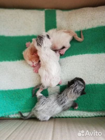 Кошечка 2 месяца