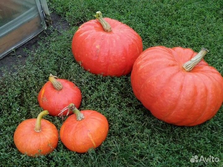 Тыква десертная