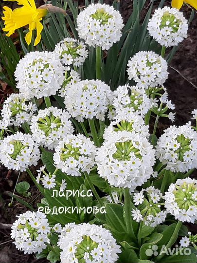 Растения цветы для сада