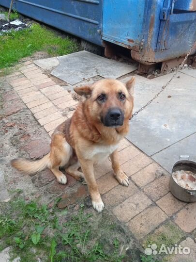 Отдам собаку (кобель, помесь лайки и овчарки)