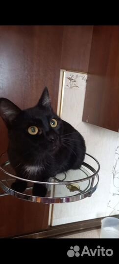 Кот в добрые руки