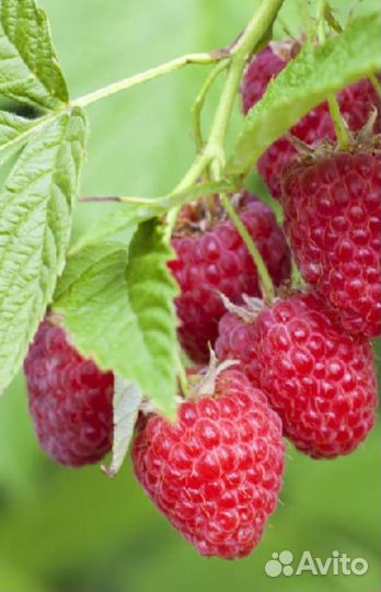 Малина Карамелька, Сказка, Патриция