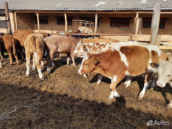 Сементалы 4 месяцев