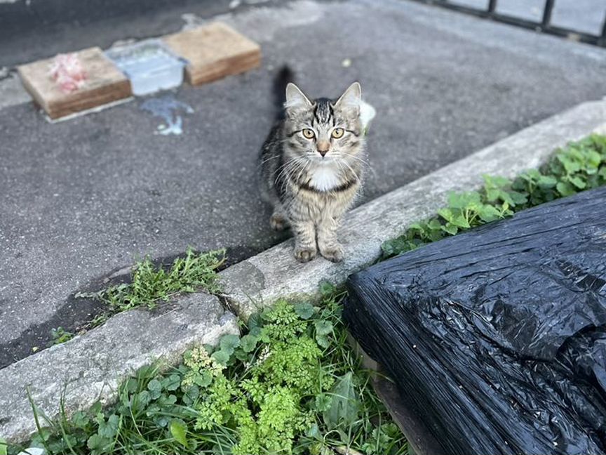 Котенок пропадает на улице