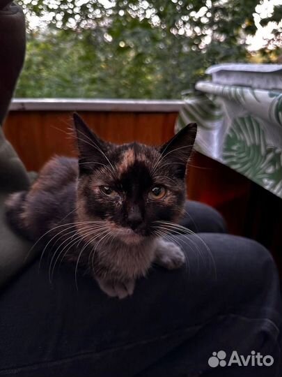 Котенок бесплатно